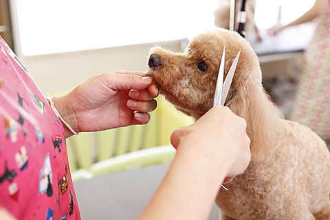 犬のトリミングをするトリマー